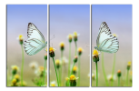 Obraz na plátne 2 motýli