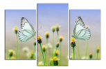Obraz na plátně 2 motýli