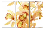 Obraz na plátne Orchideje