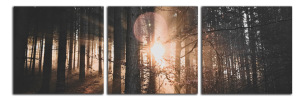 Obraz na plátne Slunce v lese