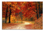 Obraz na plátne Cesta podzimním lesem