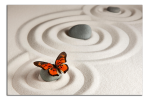 Obraz na plátne Motýl na kamenu