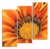 Obraz na plátně Detail květu