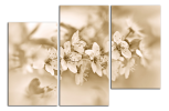 Obraz na plátne Hnědé květy