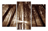 Obraz na plátne Slunce v lese
