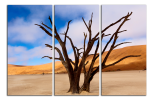 Obraz na plátne Stromy na poušti