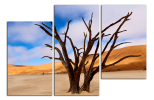Obraz na plátne Stromy na poušti