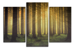 Obraz na plátne Magický les