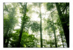 Obraz na plátne Zelený les