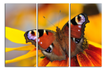 Obraz na plátně Motýl