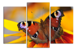 Obraz na plátně Motýl