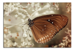 Obraz na plátne Motýl