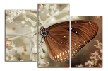 Obraz na plátne Motýl