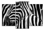 Obraz na plátne Zebry