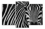 Obraz na plátne Zebra