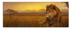 Obraz na plátne Lev na savaně