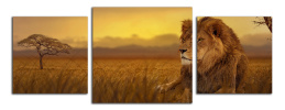 Obraz na plátne Lev na savaně