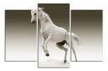 Obraz na plátne Bílý kůň