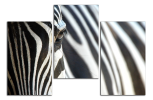 Obraz na plátne Zebry
