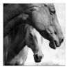 Obraz na plátně Koně