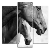 Obraz na plátně Koně