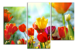 Obraz na plátne Barevné tulipány