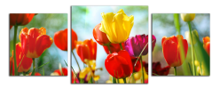 Obraz na plátne Barevné tulipány