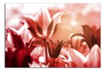 Obraz na plátne Tulipány