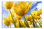 Obraz na plátne Žluté tulipány