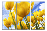 Obraz na plátne Žluté tulipány