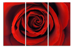 Obraz na plátne Růže