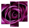 Obraz na plátně Růže