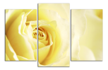 Obraz na plátne Žlutá růže