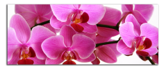 Obraz na plátně Orchideje