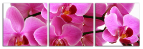 Obraz na plátně Orchideje