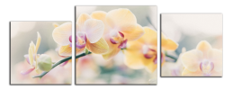 Obraz na plátne Orchidej