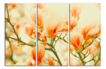 Obraz na plátne Oranžové magnolie